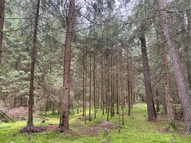 Waldgrundstück - Bild 1