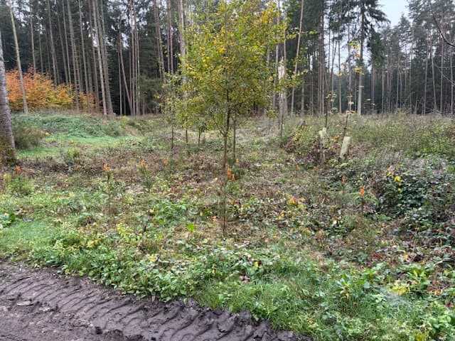 Waldfläche - Bild 1