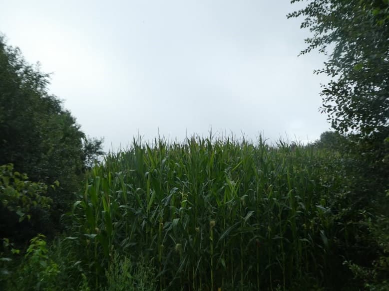 land- und forstwirtschaftlich genutztes Grundstück - Bild 1