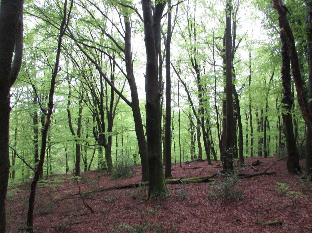 unbebautes Waldgrundtsück - Bild 1