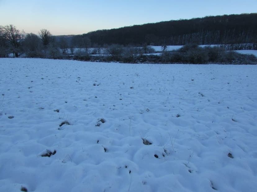 land- und forstwirtschaftlich genutztes Grundstück