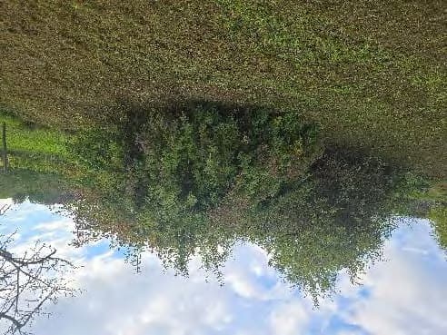 unbebautes Grundstück - Bild 1