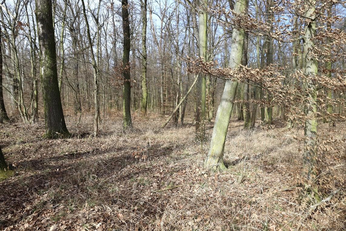 land- und forstwirtschaftlich genutztes Grundstück, Ackerland und Mischwald - Bild 1