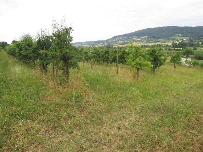 unbebautes Grundstück, land- und forstwirtschaftlich genutztes Grundstück