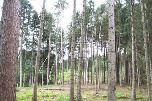 Grundstück, bebaut mit ehemaliger Hofstelle