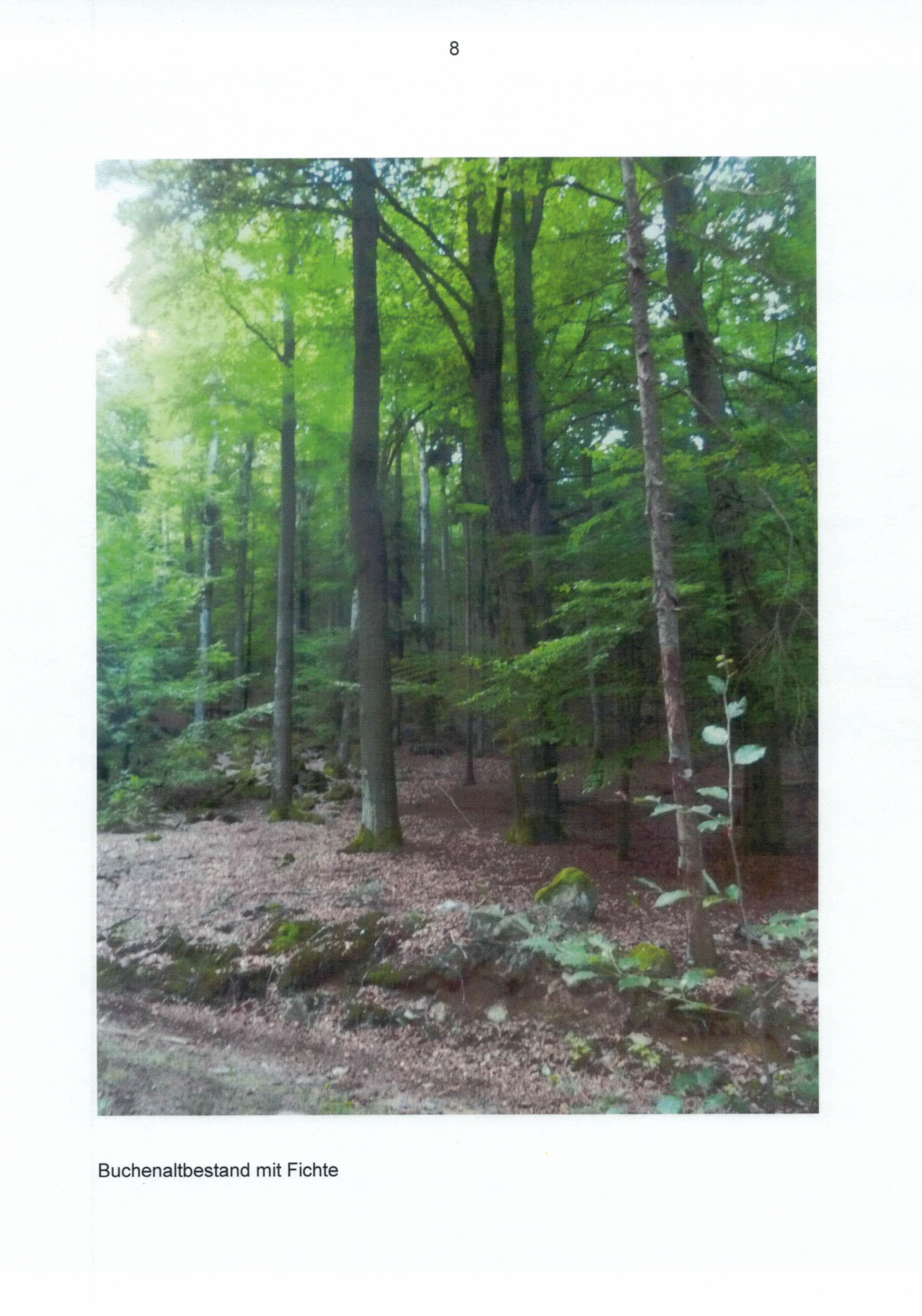 Waldfläche - Bild 1