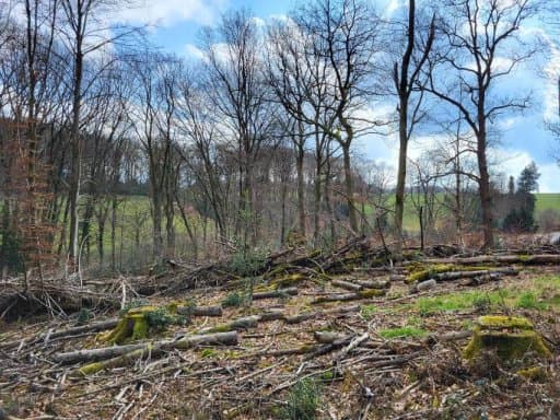 land- und forstwirtschaftlich genutztes Grundstück - Bild 1