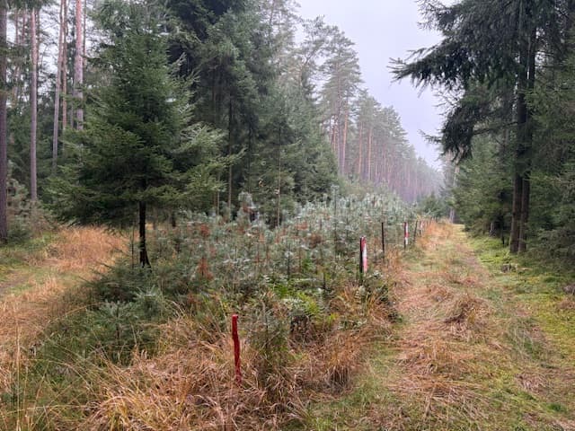 Waldfläche - Bild 1