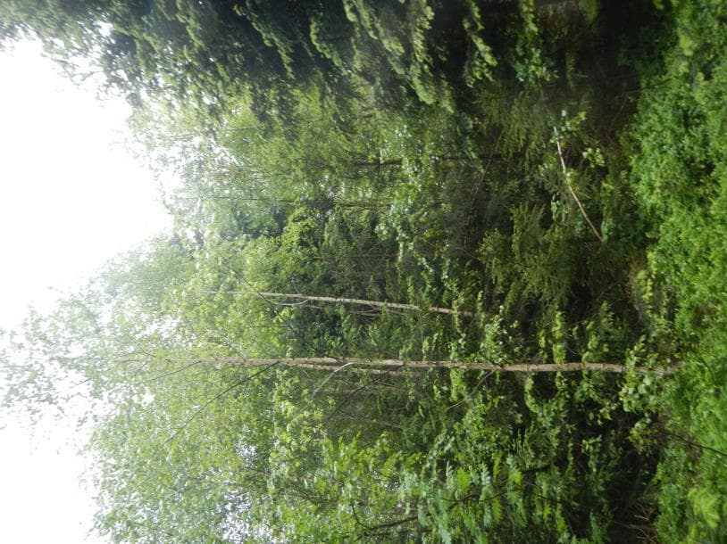 Waldgrundstück - Bild 1